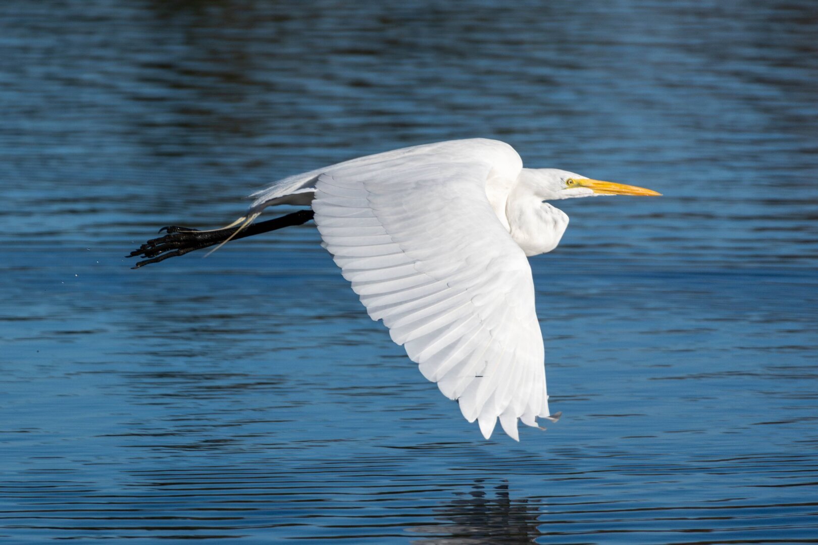 A Great Egret flies over a blue lake