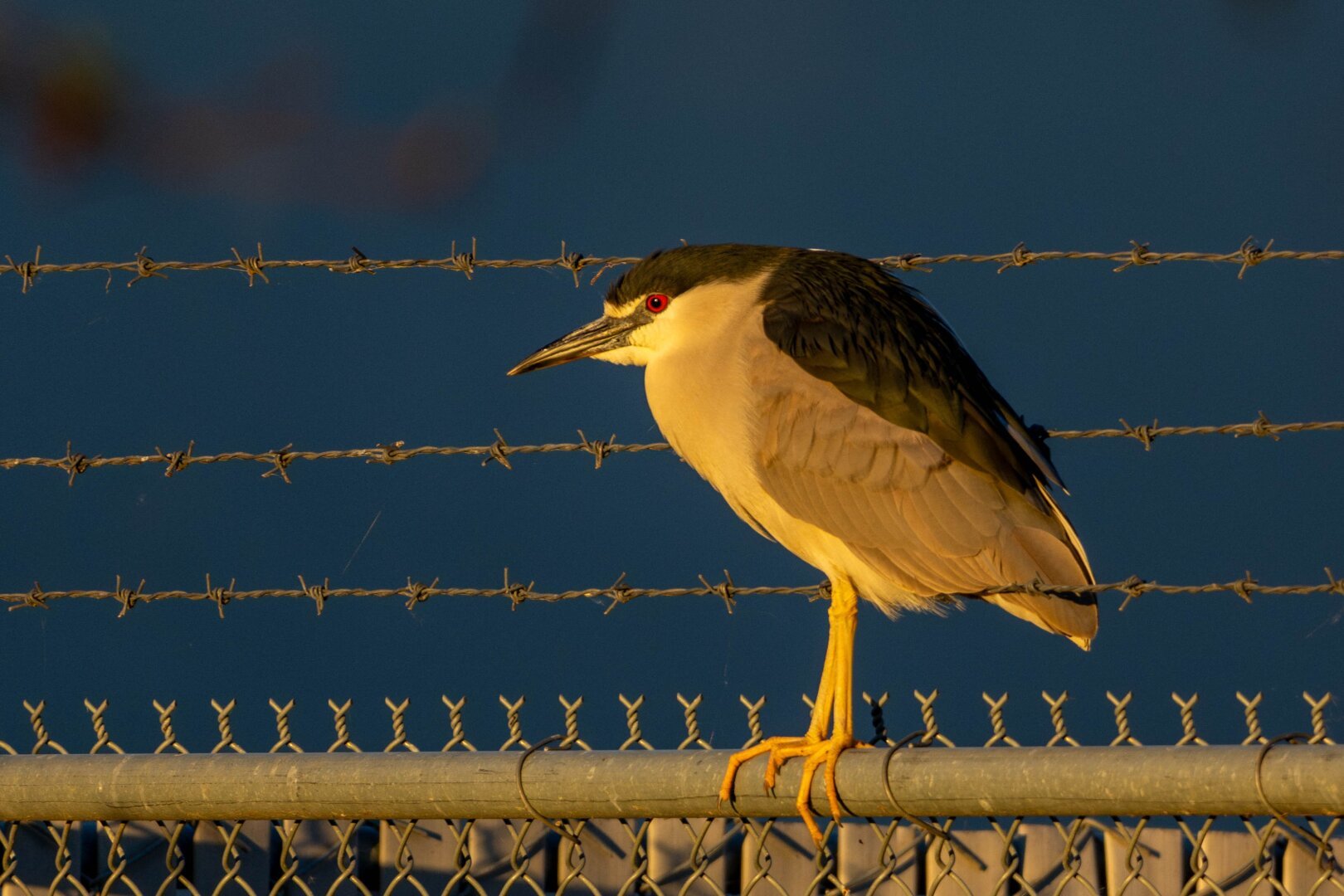 A Black-Crowned Night Heron hits on top of a barbed wire fence