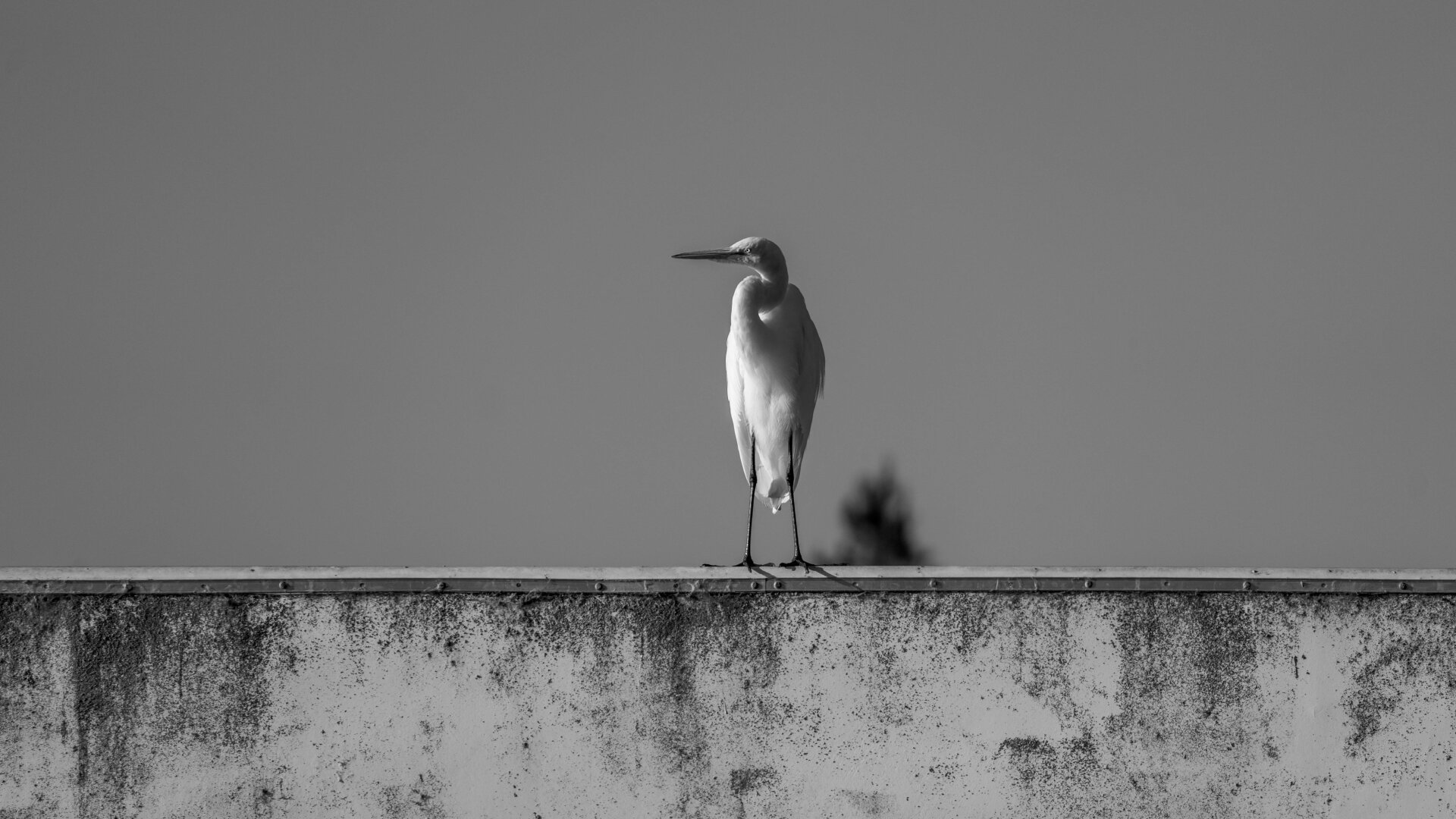 A Great Egret sits at the edge of a building looking off into the distance