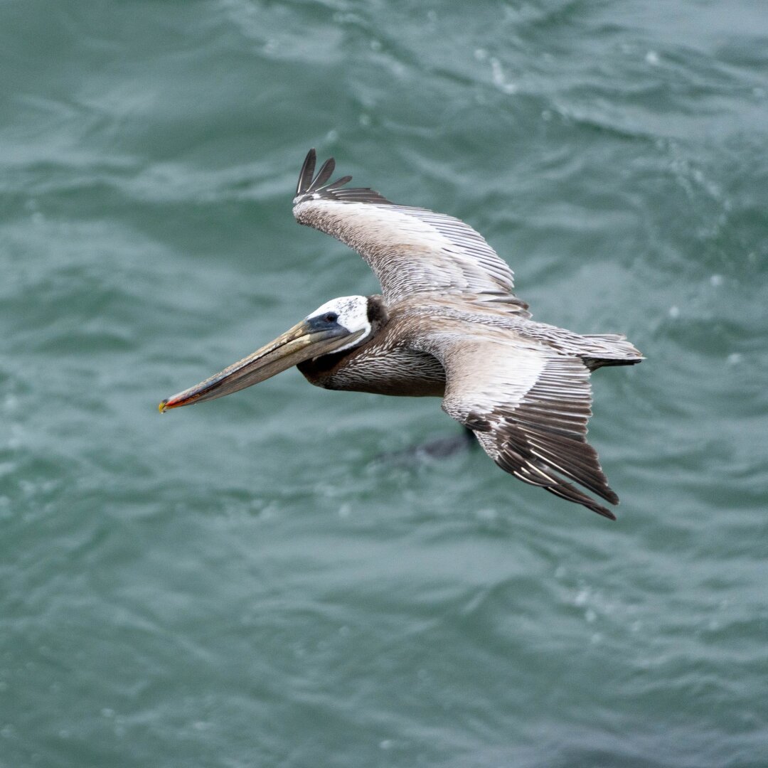 A Brown Pelican glides over the ocean