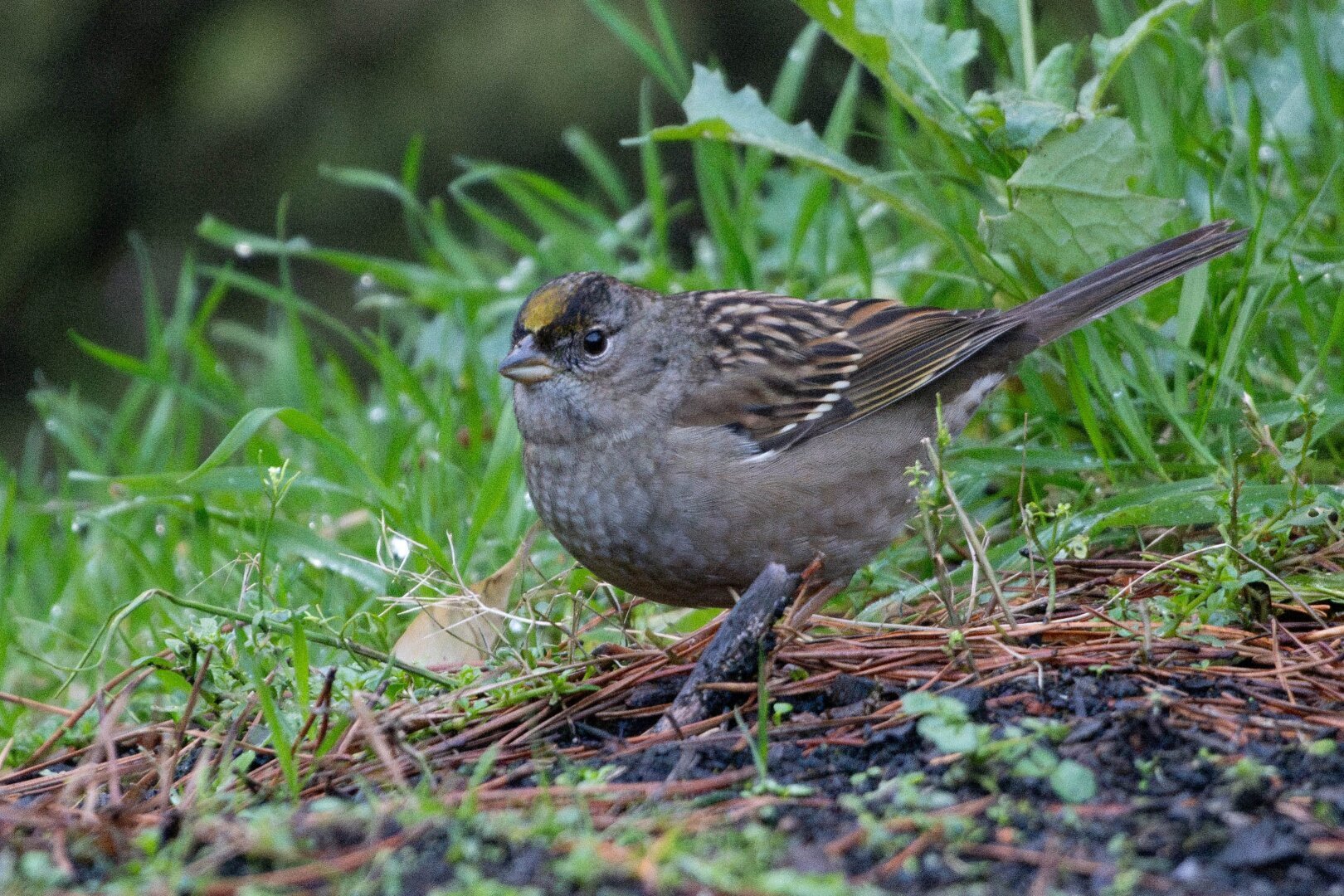 A Golden-Crowned Sparrow sits on the ground in front of green grass