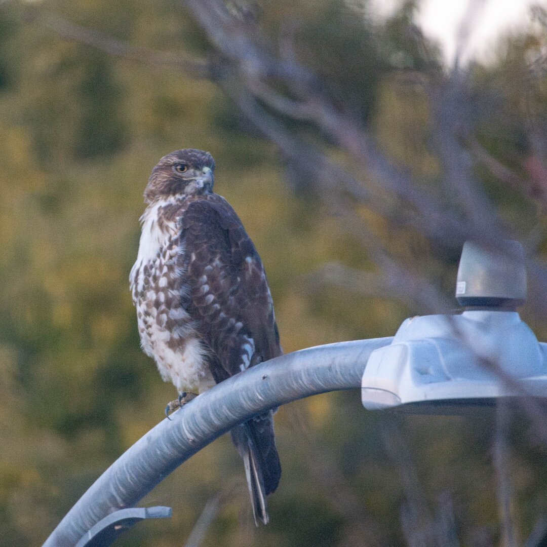 A hawk perched on top of a streetlight