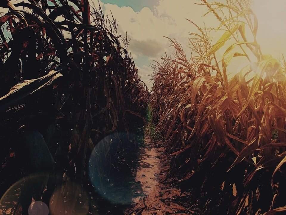 Standing in the middle of a corn field, the corn is brown and taller than your head, a beautiful blue sky and the sun peak through the corn plants.