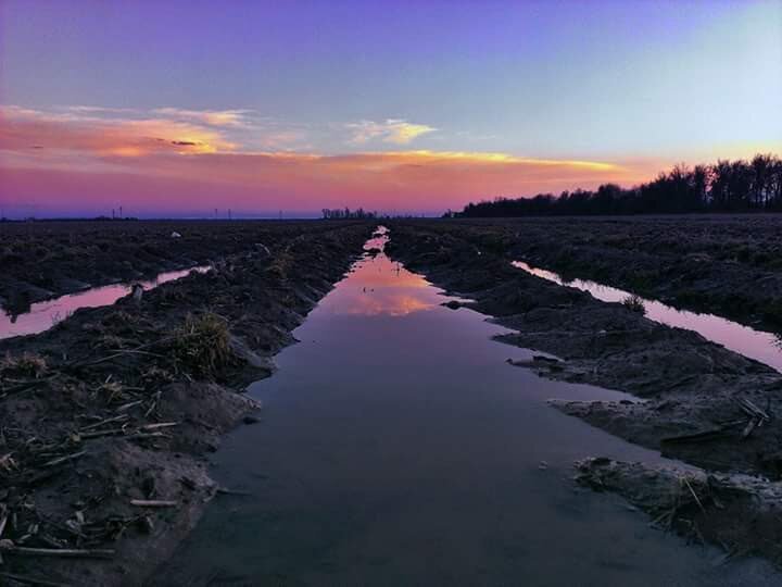 A picture taken from a very low perspective.  Water fills field rows reflecting purple blue and pink skies at sunset on the Arkansas delta