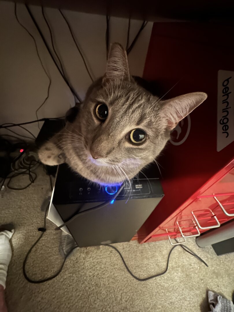 Astrophe the cat looks at the camera from her perch on my computer under my desk. A small red set of metal drawers is next to her.