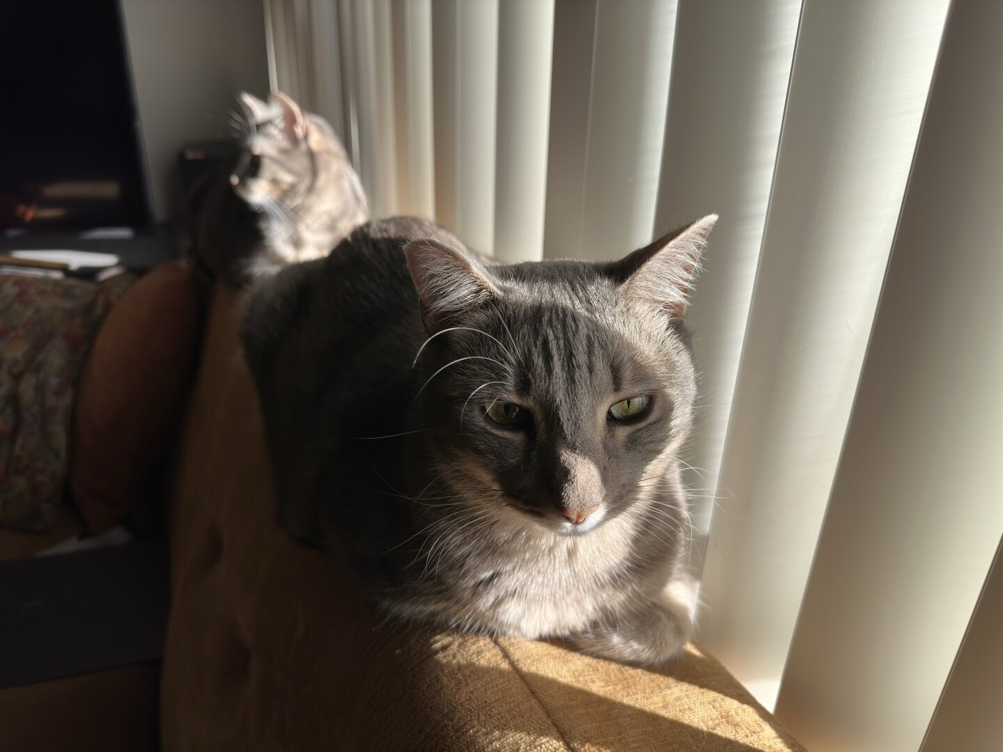 Two cats on the back of an orange couch. Image is shot from the side of the couch, and the cats are laying one behind the other on the back. The one in the back is out of focus. Nearly closed vertical blinds on the right cause stripes of light across them.