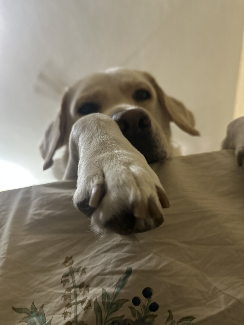 Adult yellow labrador looking down from the bed