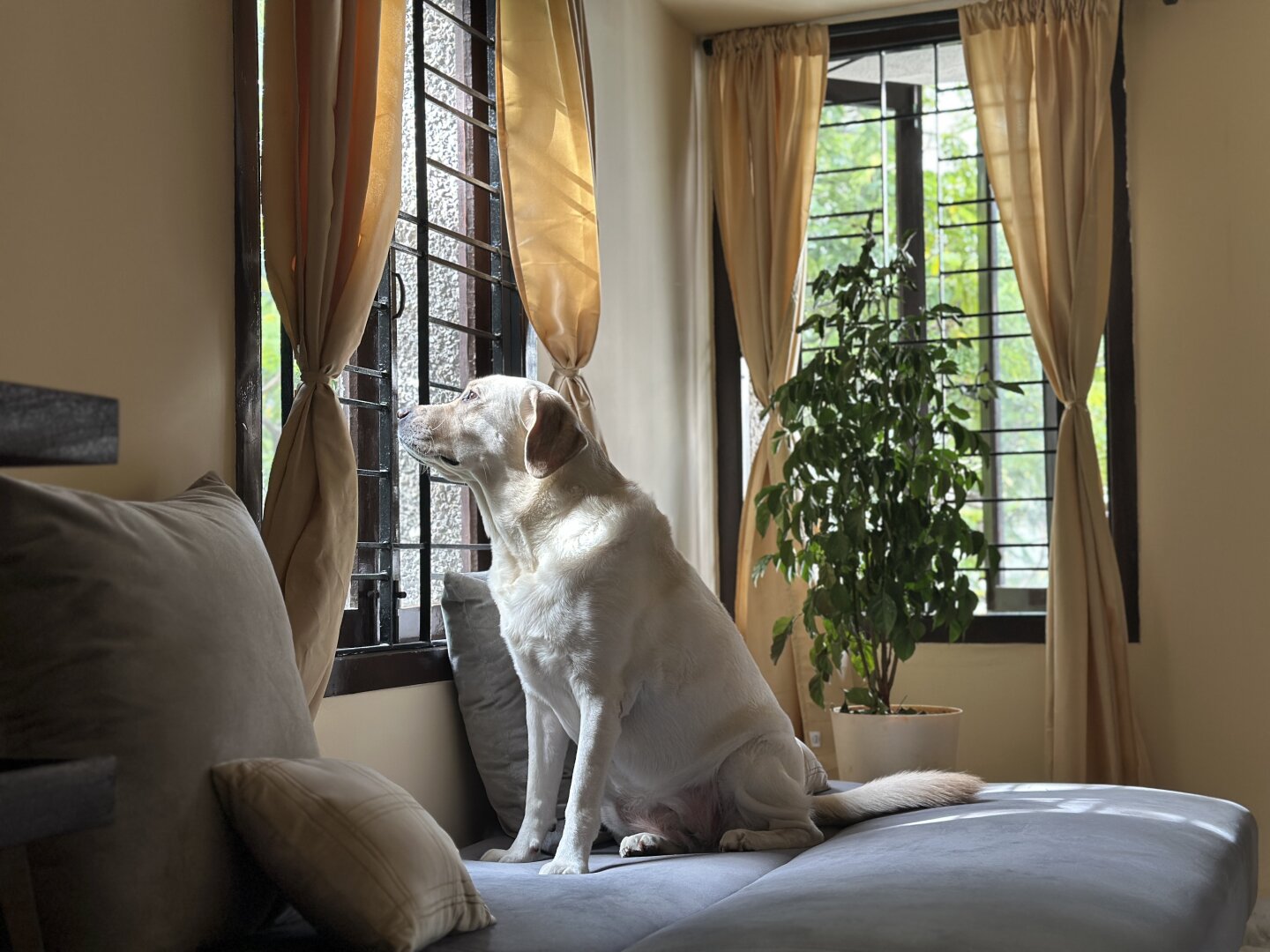 An adult yellow labrador female dog sitting on a grey sofa bed and looking out the window