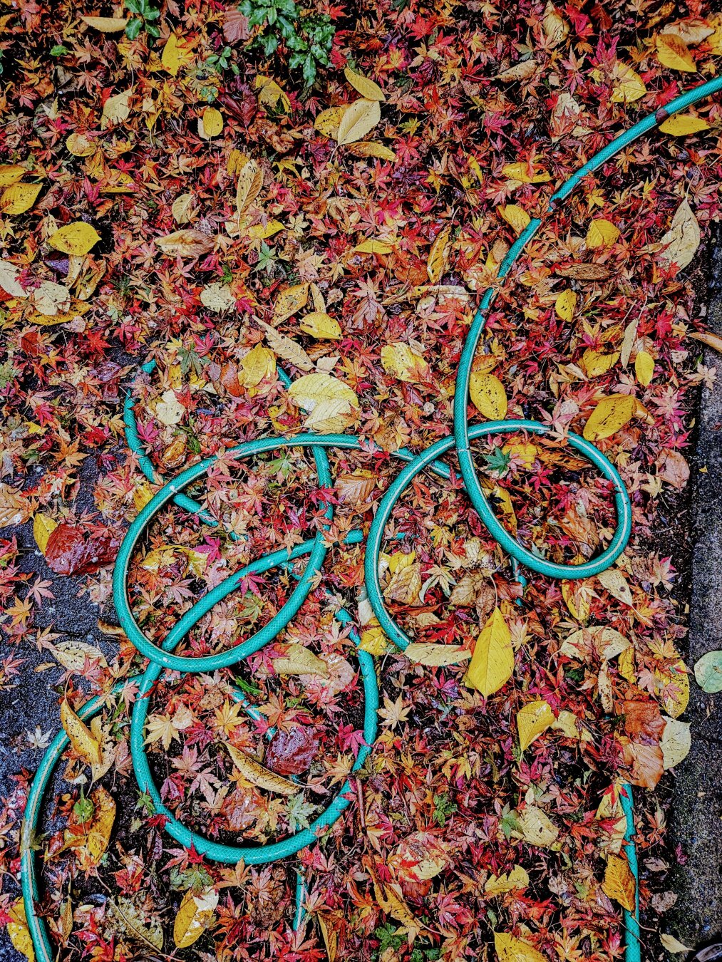 Overhead shot of an autumnal patio covered in red and yellow leaves, crossed by a loopinh, contrasting green hose. Small green plants emerge in the upper left corner of the image as resisting autumn.