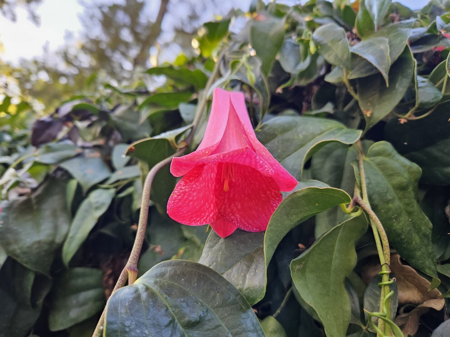 Photograph of a Copihue, a flower that grows in southern Chile.