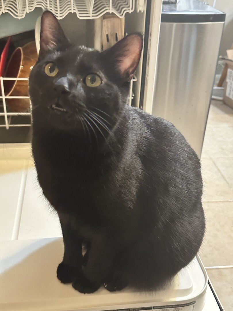 A black cat sits on the door of an open dishwasher and looks up at the photographer with his mouth slightly open.