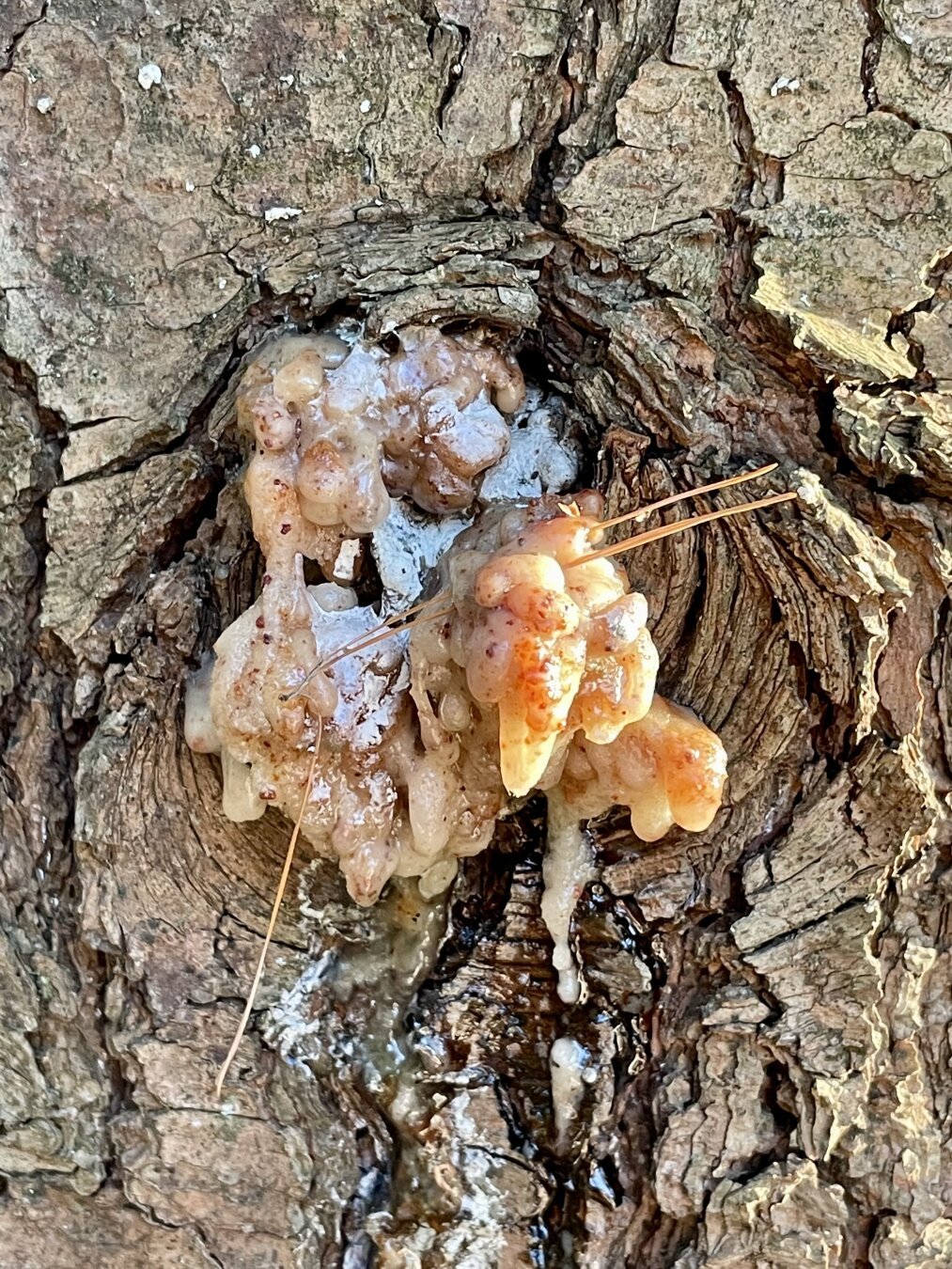 Tree bark, with sap leaking out of a knot in the tree. A few pine needles are stuck to the sap.