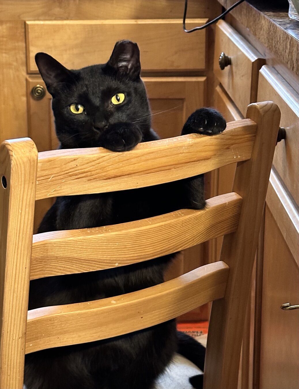 A black cat sits on a ladderback chair looking backwards over it at the camera.