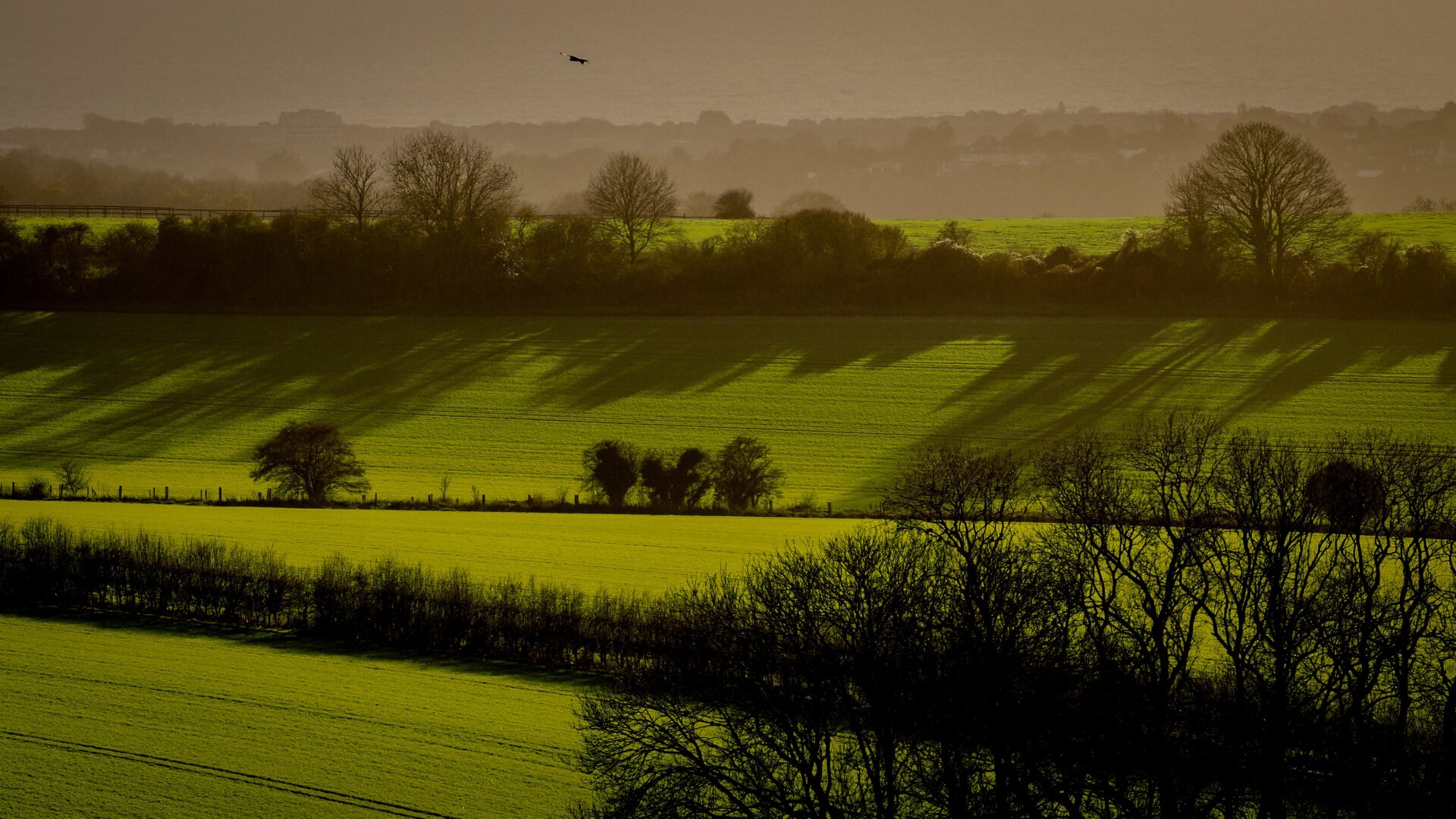 Green grass fields bisected by dark hedgerows and shadows.