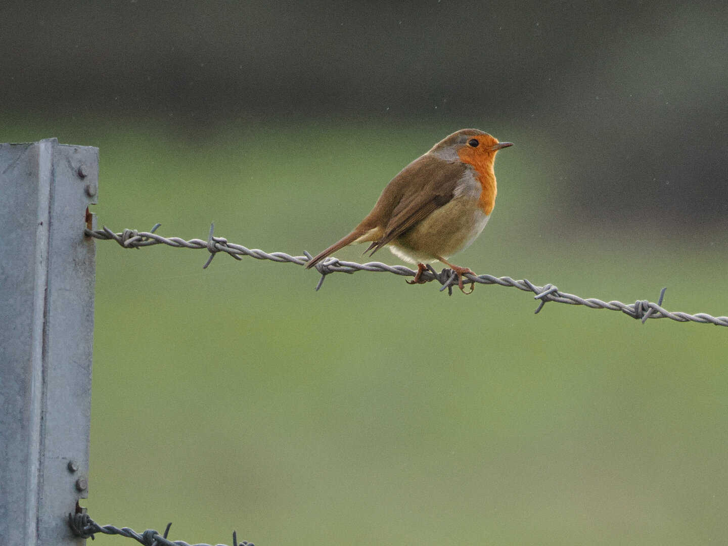 Robin on a strand of barbed wire.