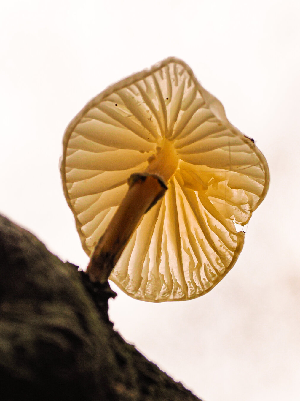 View from underneath a mushroom showing gills as its translucent.