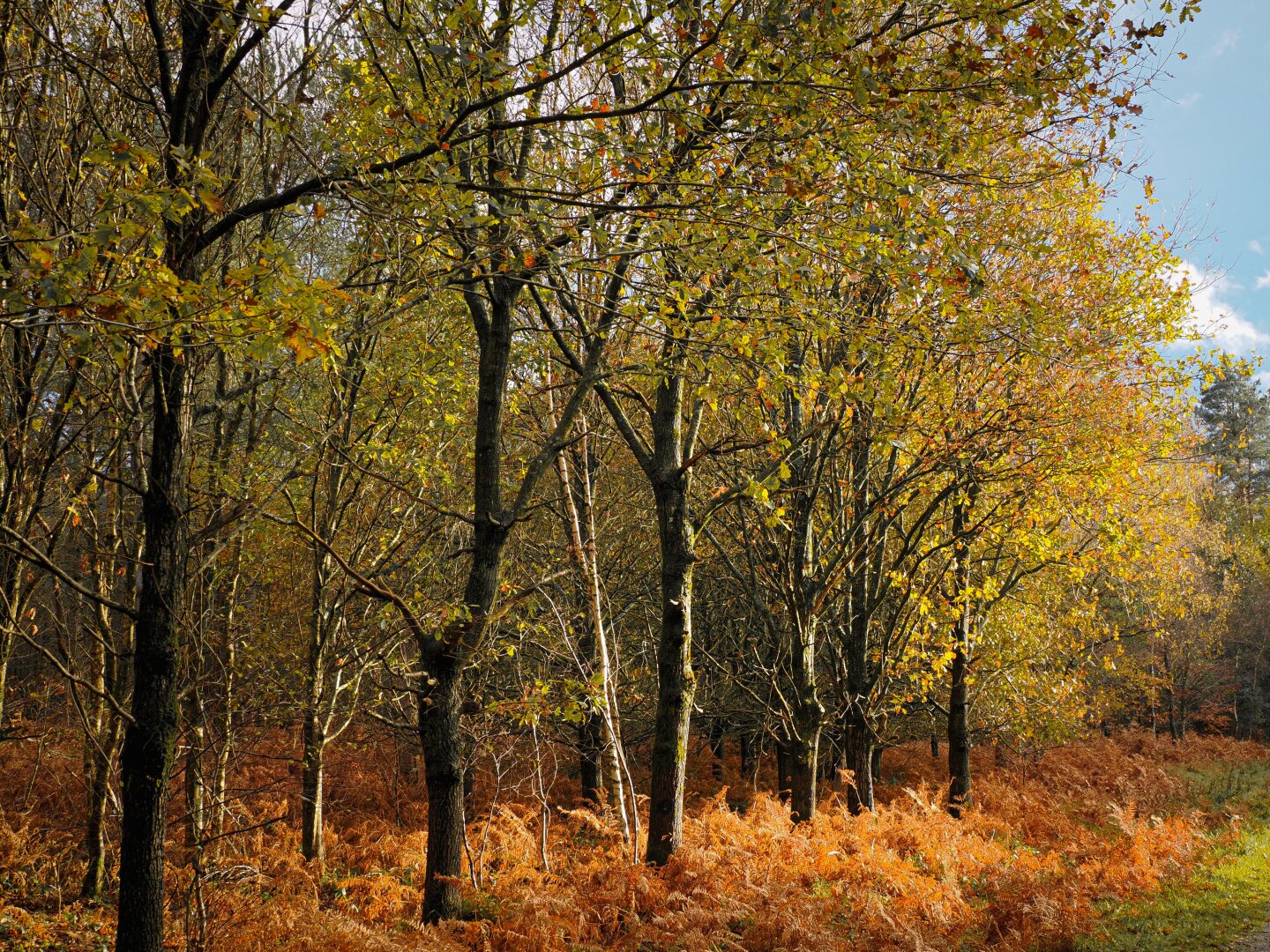 Tree line at edge of weeks, predominantly silver birch. Low sunlight on the trees and brown autumn braken.