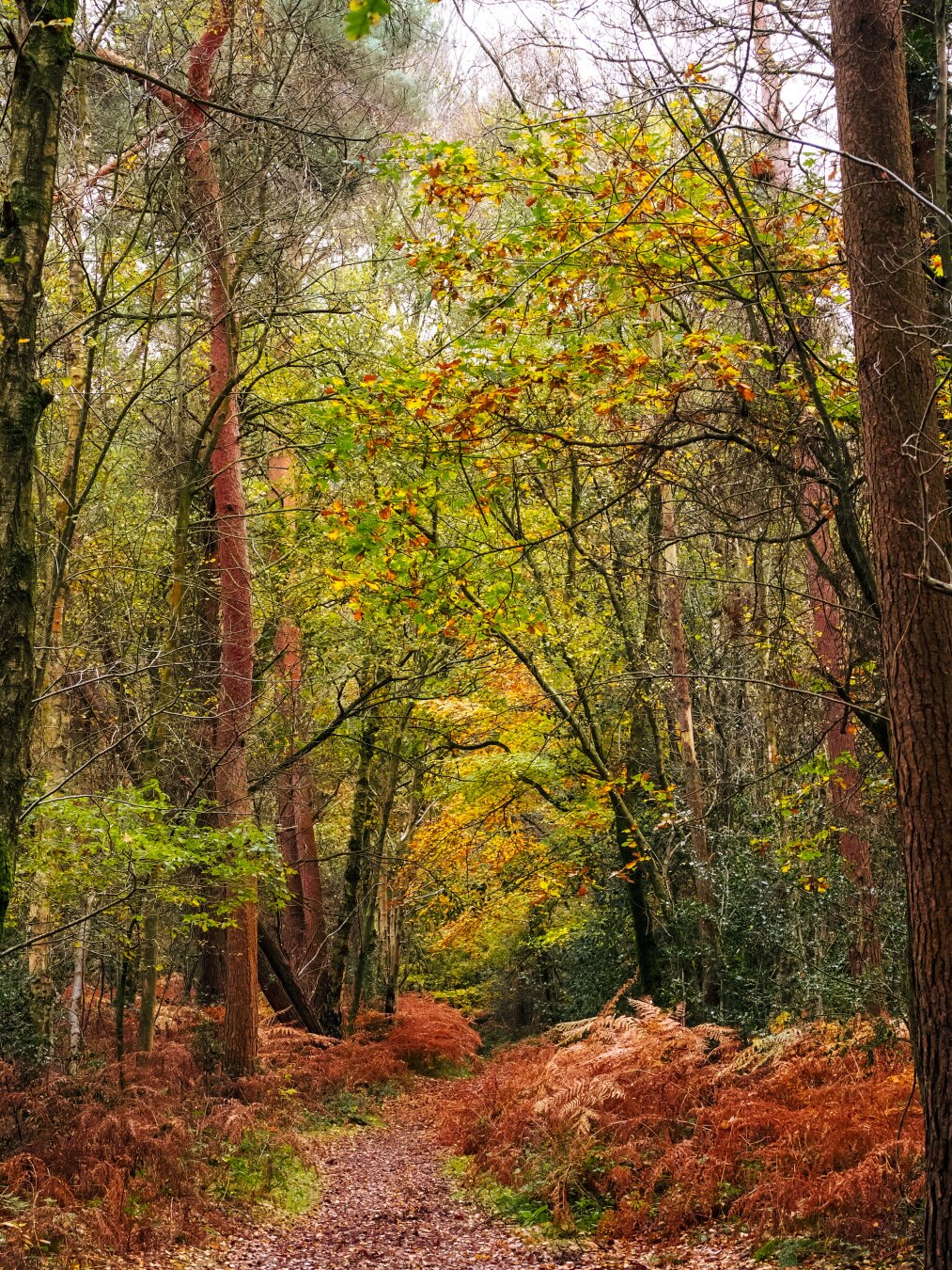 Autumnal woodland