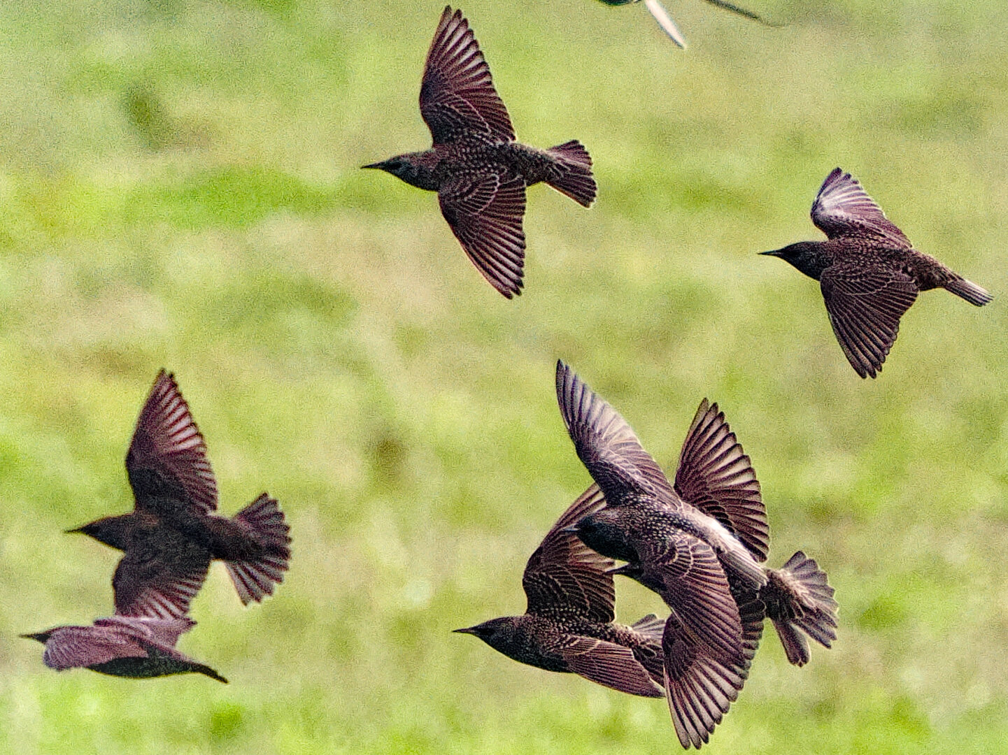 Starlings in flights, backs if wings towards camera, light shining through wing feathers from behind.