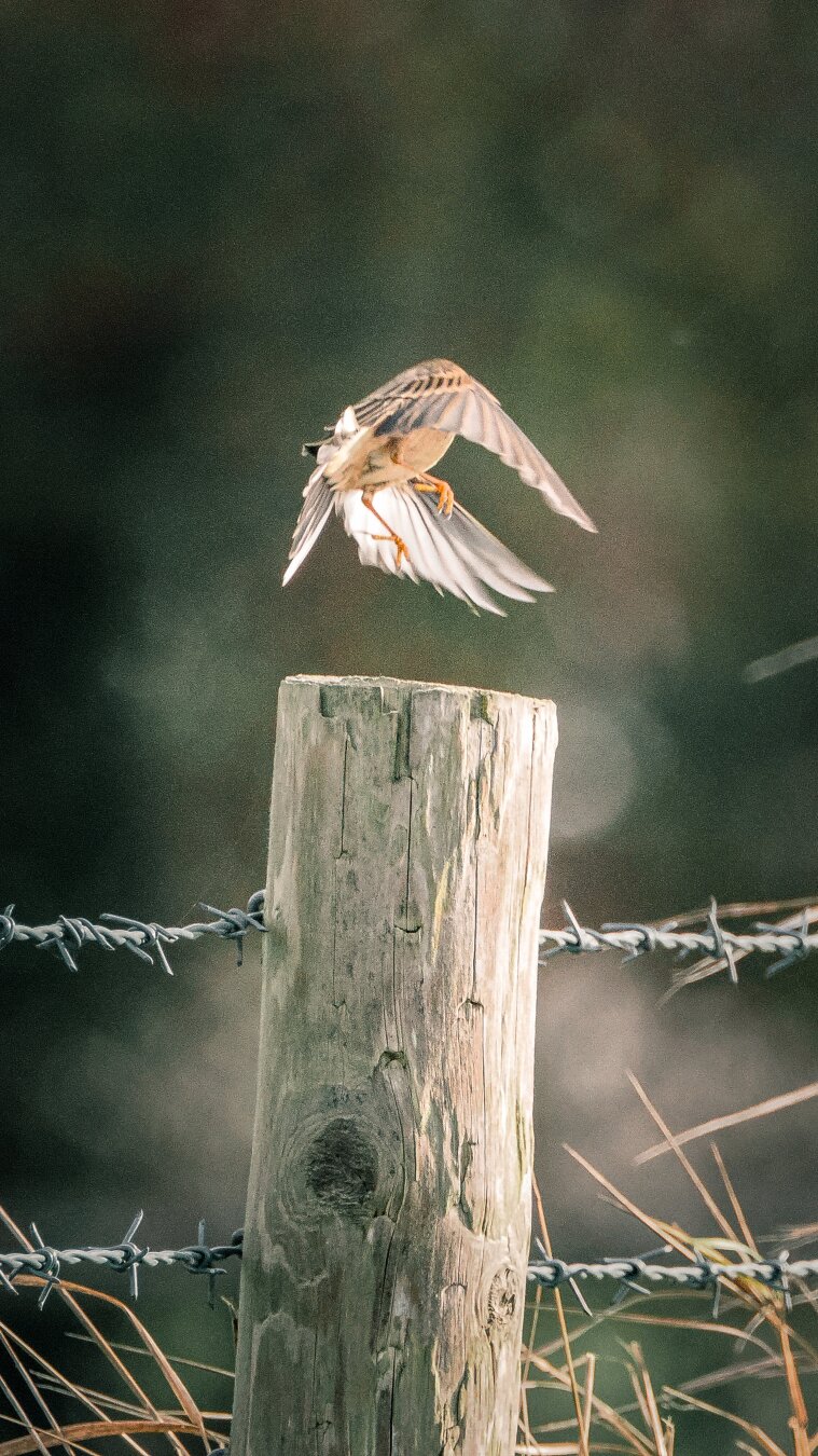 Small brown bird departing a fence post.