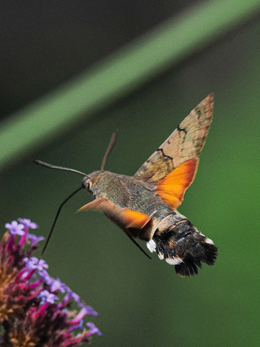 Moth that's like a hummingbird feeding on a flower using along proboscis