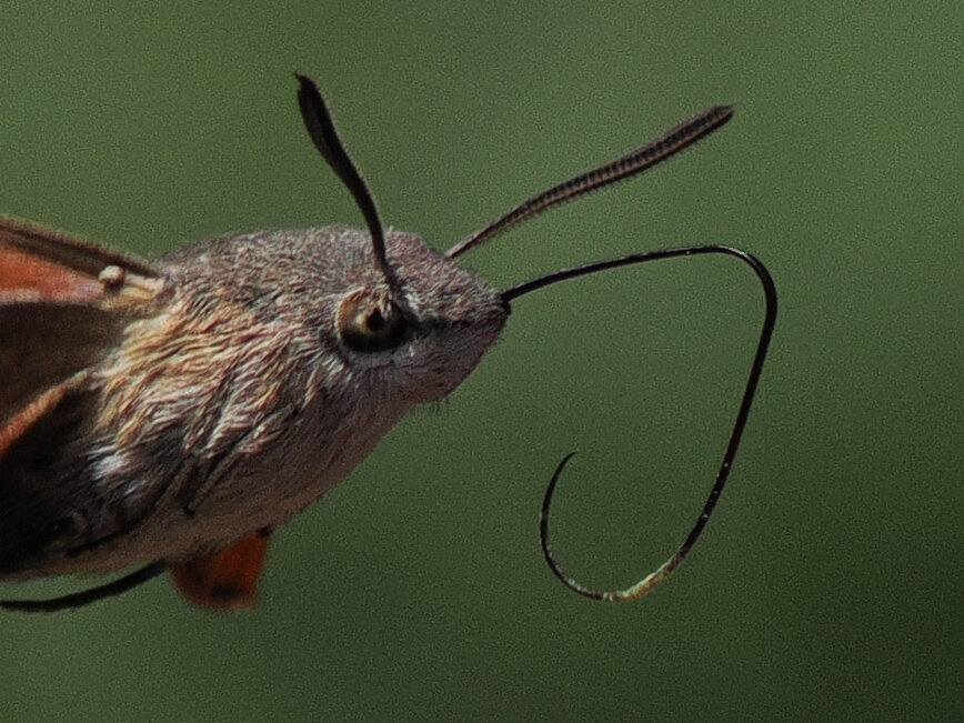 Moth that's like a hummingbird feeding on a flower using along proboscis
