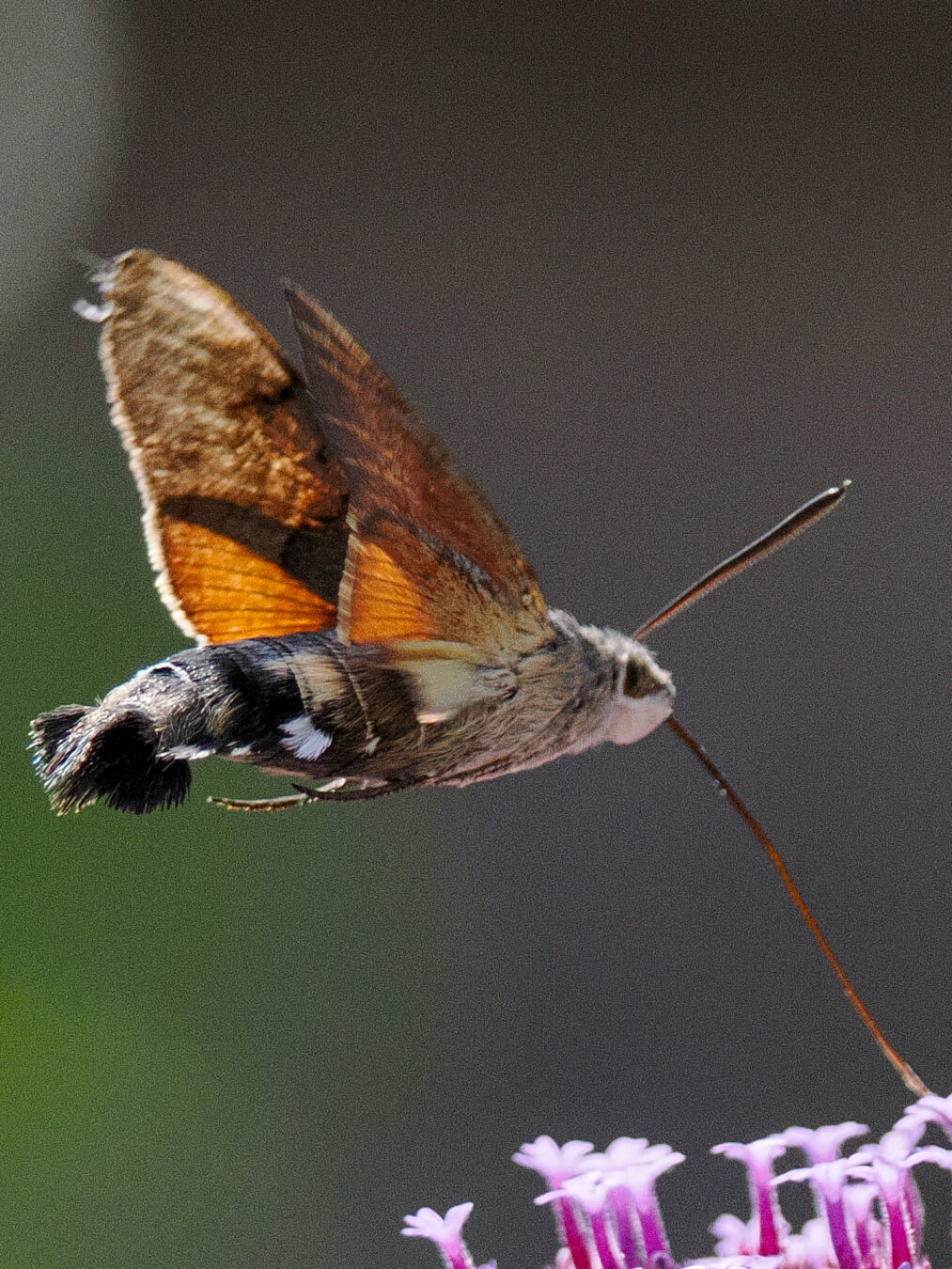Moth that's like a hummingbird feeding on a flower using along proboscis