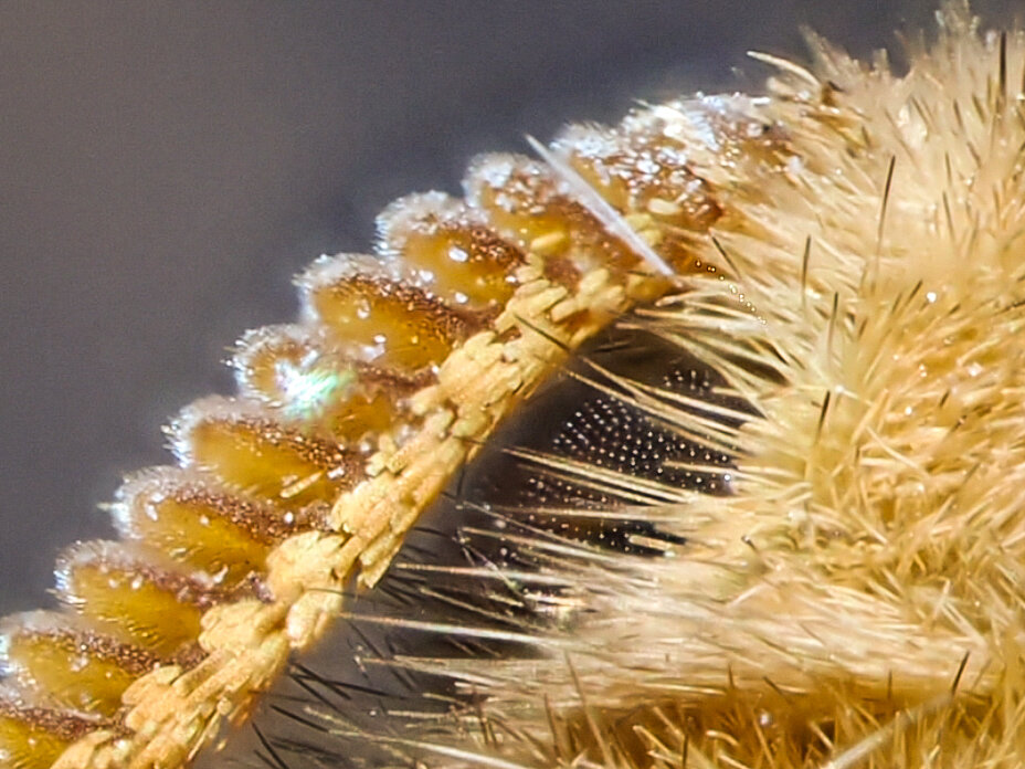 Moth antenna, eye and part of a hairy head.