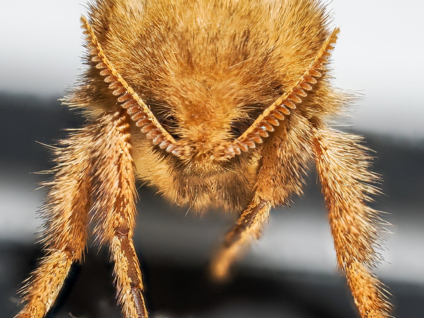 Ginger moth, no proboscis, hairs