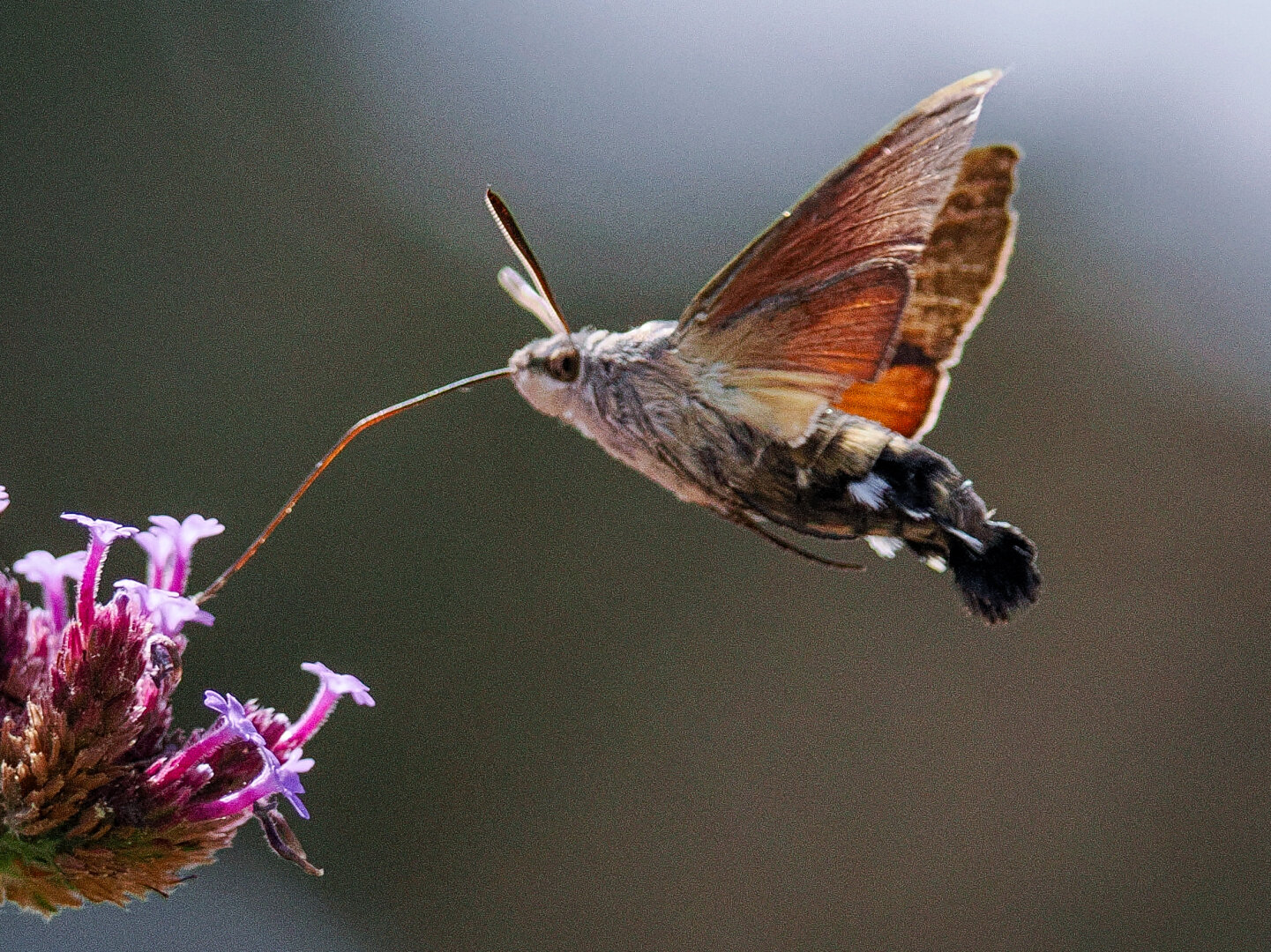 Moth that's like a hummingbird feeding on a flower using along proboscis.