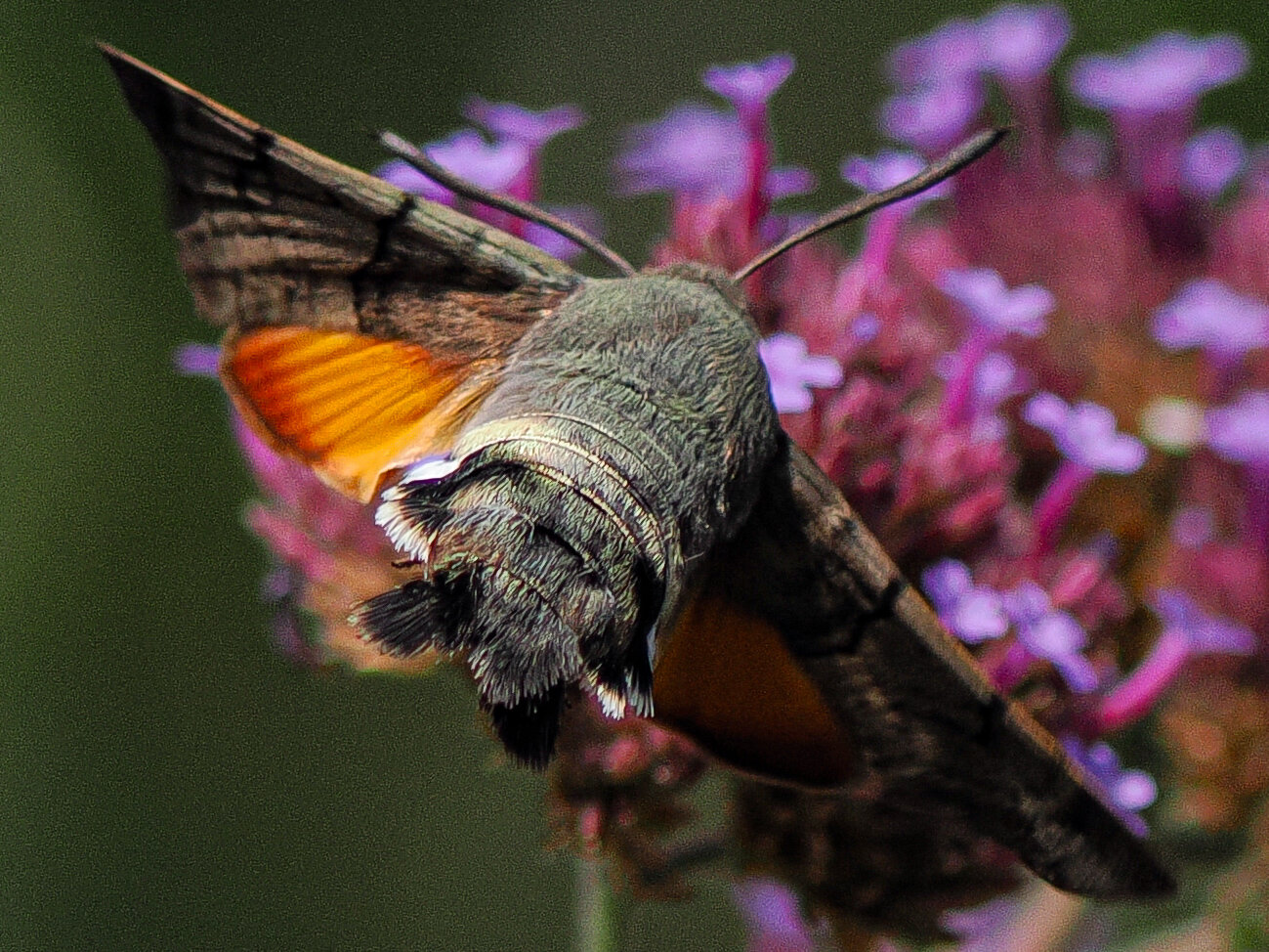 Moth that's like a hummingbird feeding on a flower using along proboscis