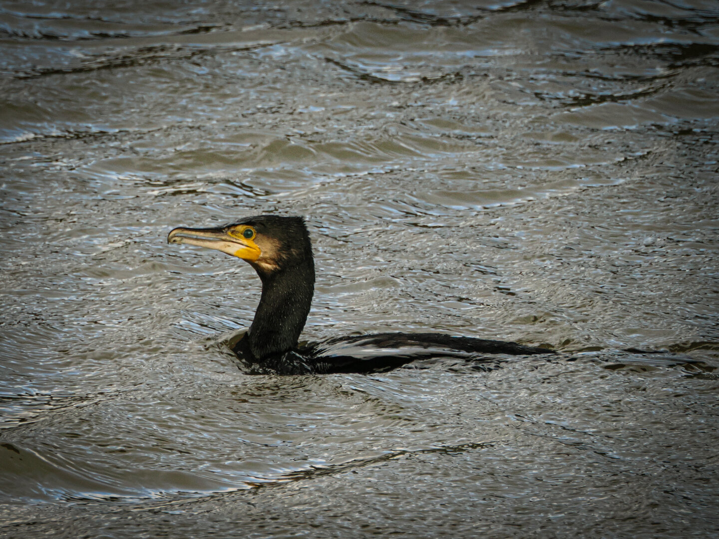 Cormorant with most of it's body underwater.