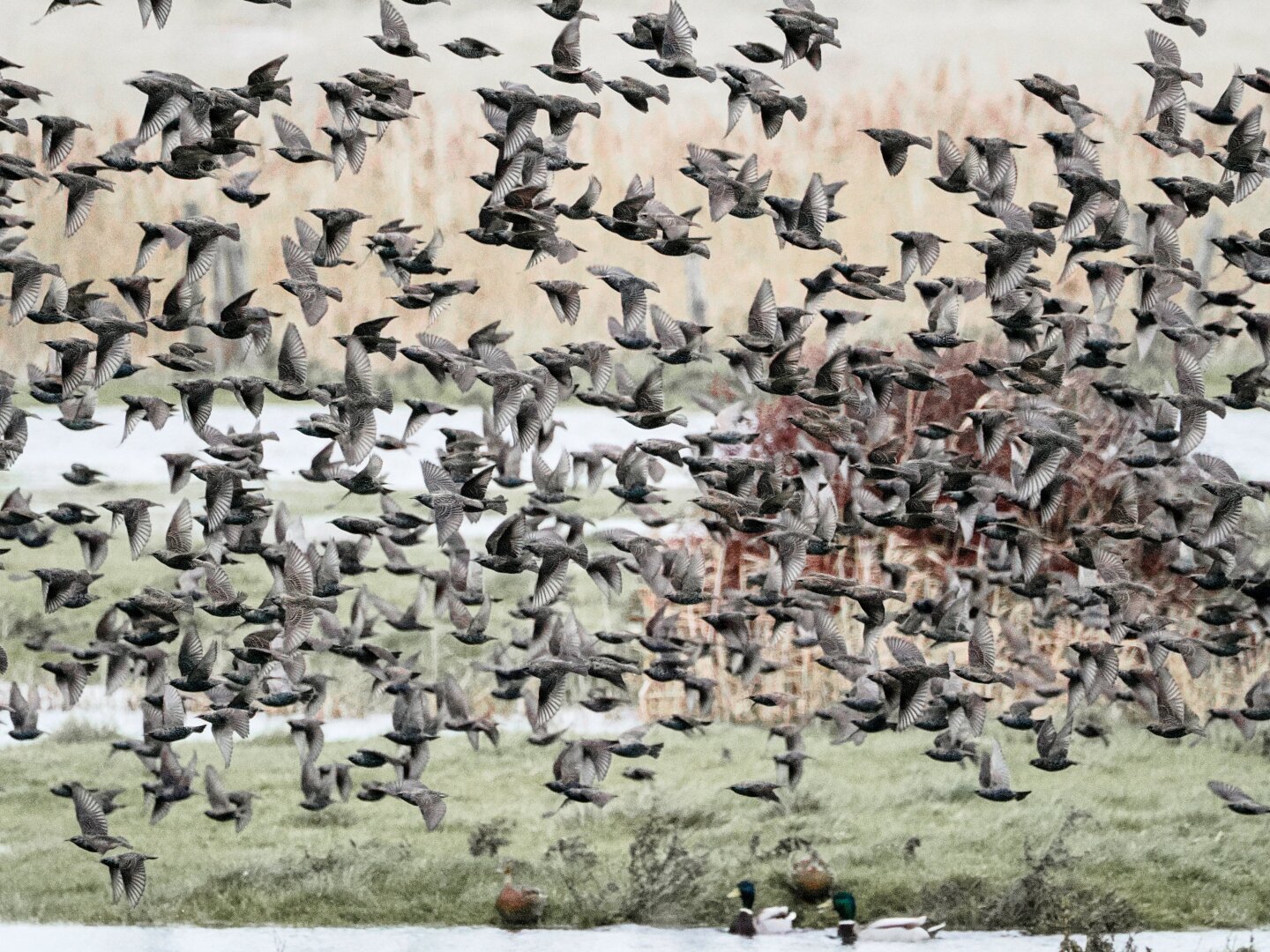 Dozens of starlings fly across image. Ducks at bottom look bemused.
