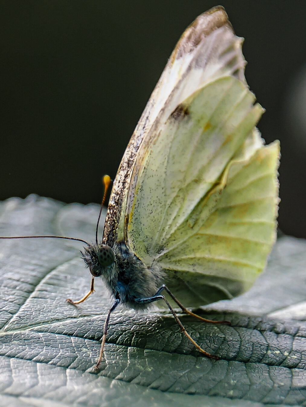 Blue bodied, white winged butterfly on a leaf