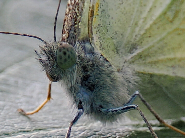 Close up shows hairy blue body, mottled eyes