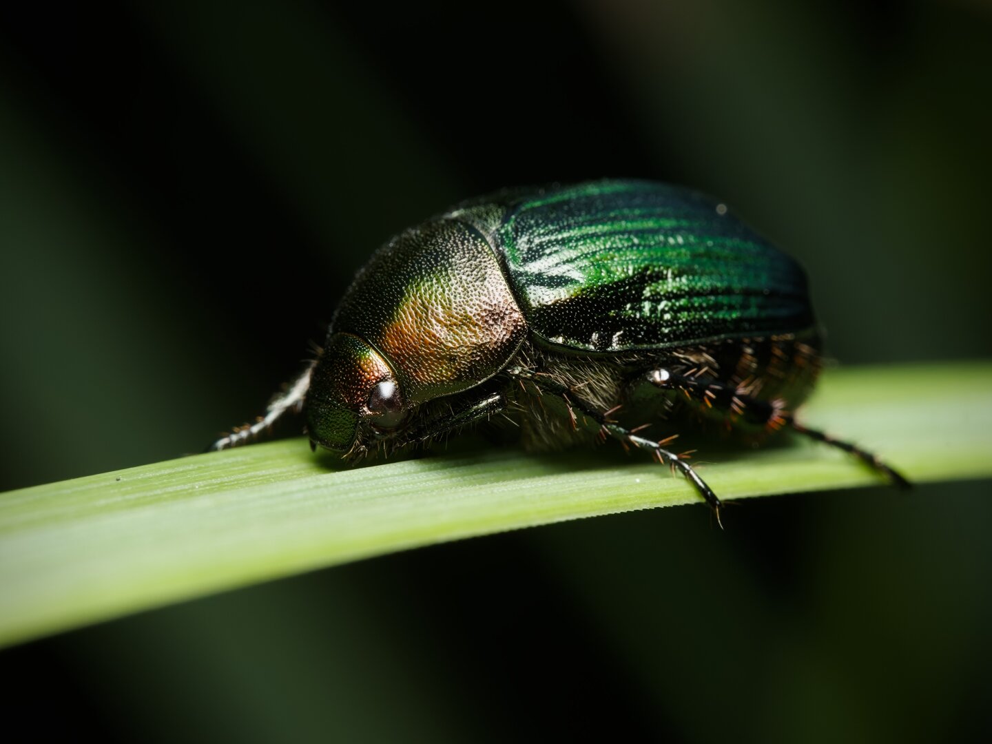 A side-profile macro photo of a green beetle resting on a blade of grass.