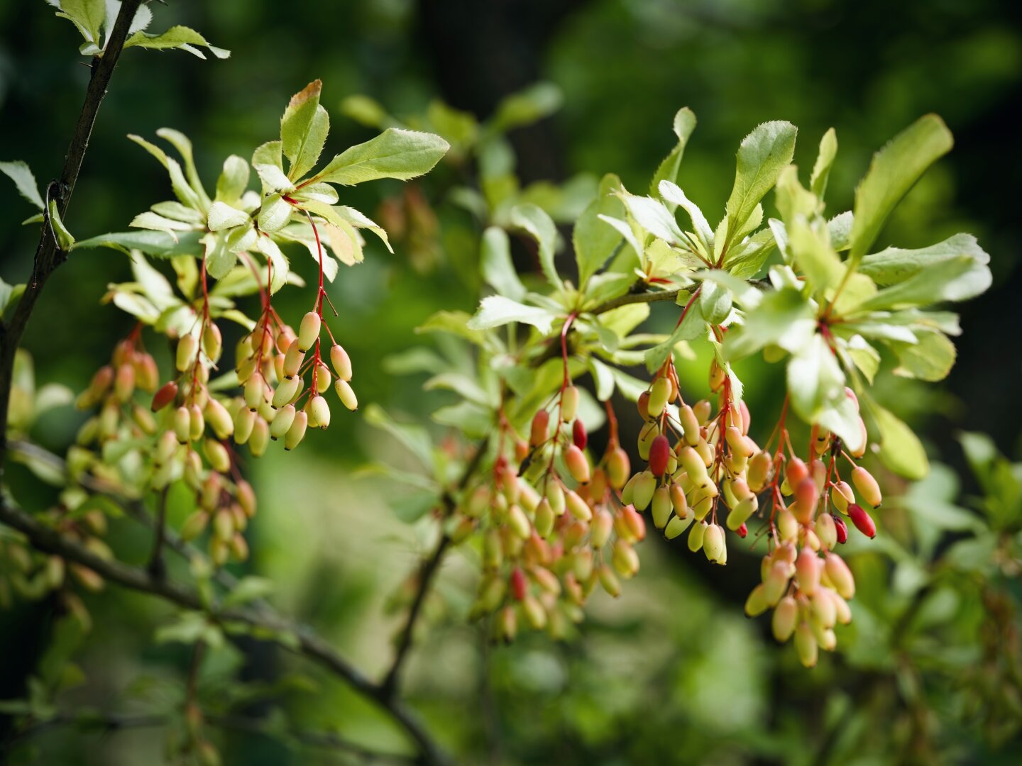A close-up photo of a couple barberry branches with clusters of ripening berries.