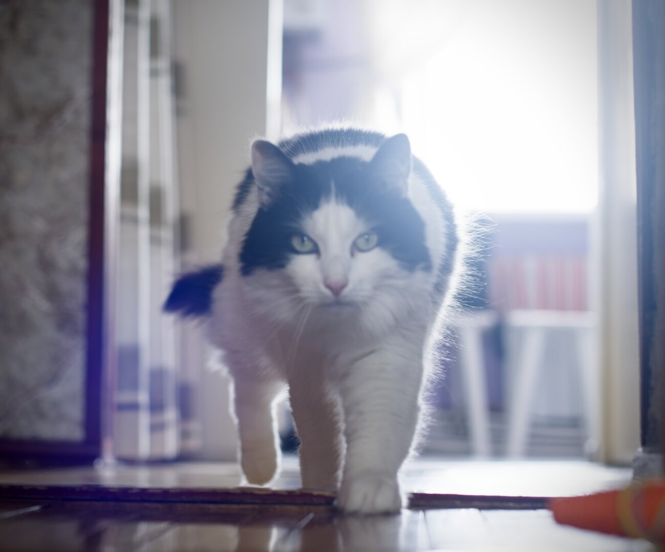 A low-angle photo of a fluffy black-and-white cat walking purposefully toward the camera with bright backlighting behind it.