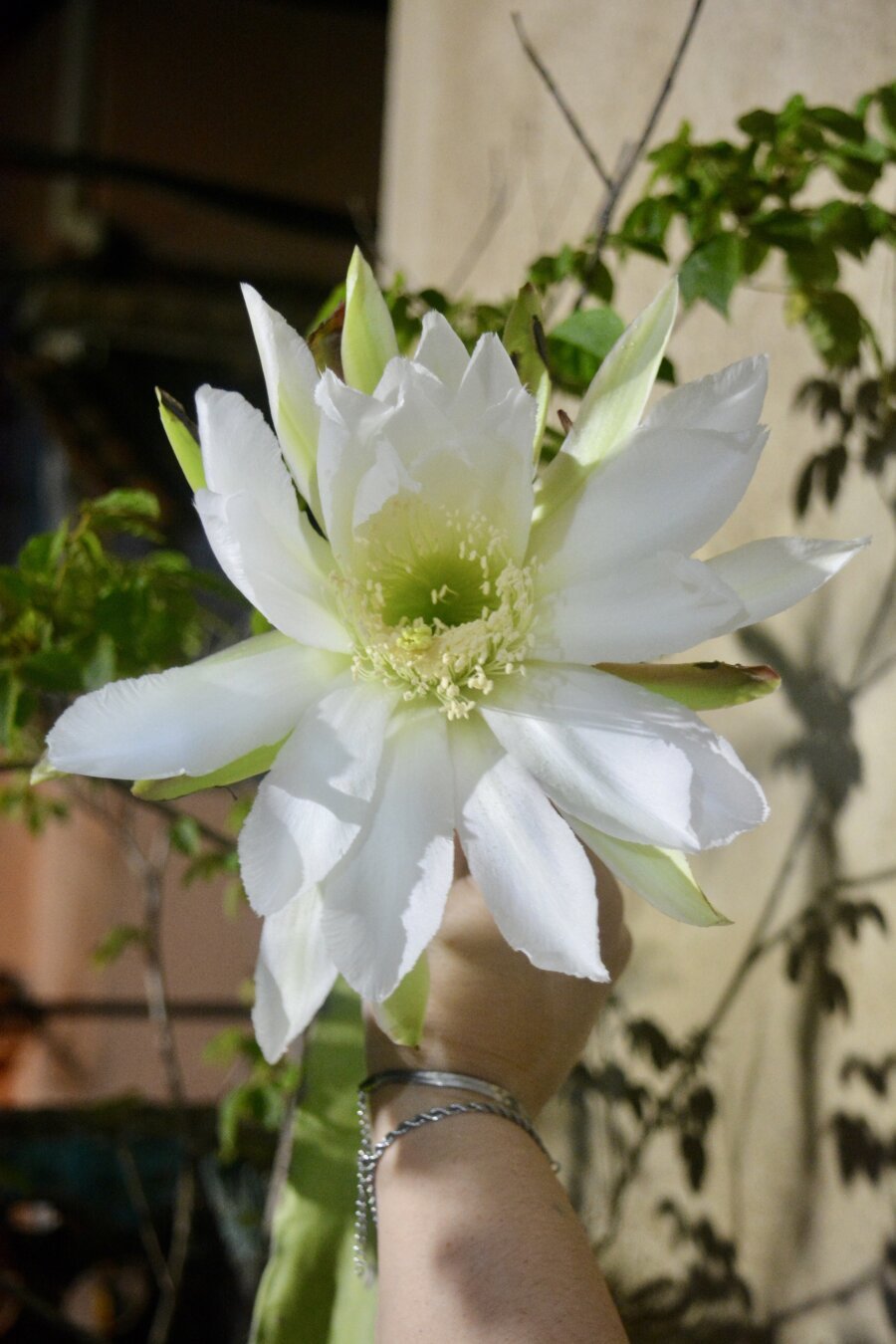 A hand appears holding a big white flower that hangs from a medium sized cactus tree.