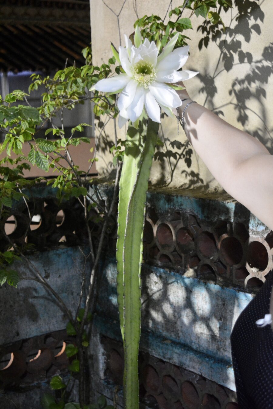 A wider shot of the hand holding the flower. It shows the cactus size better