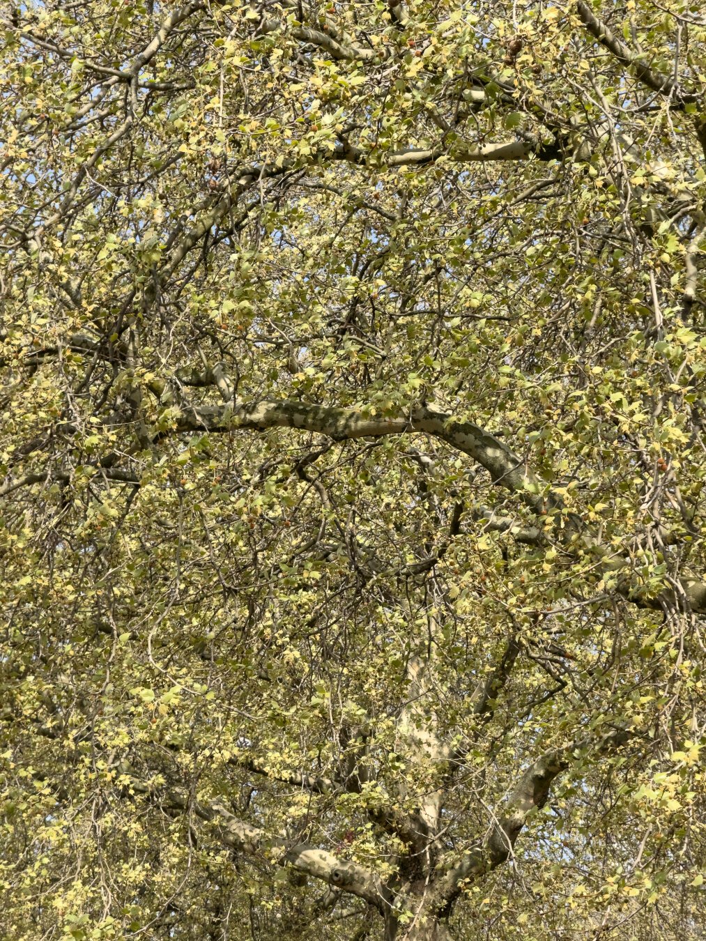 blossoming tree lush mid-spring