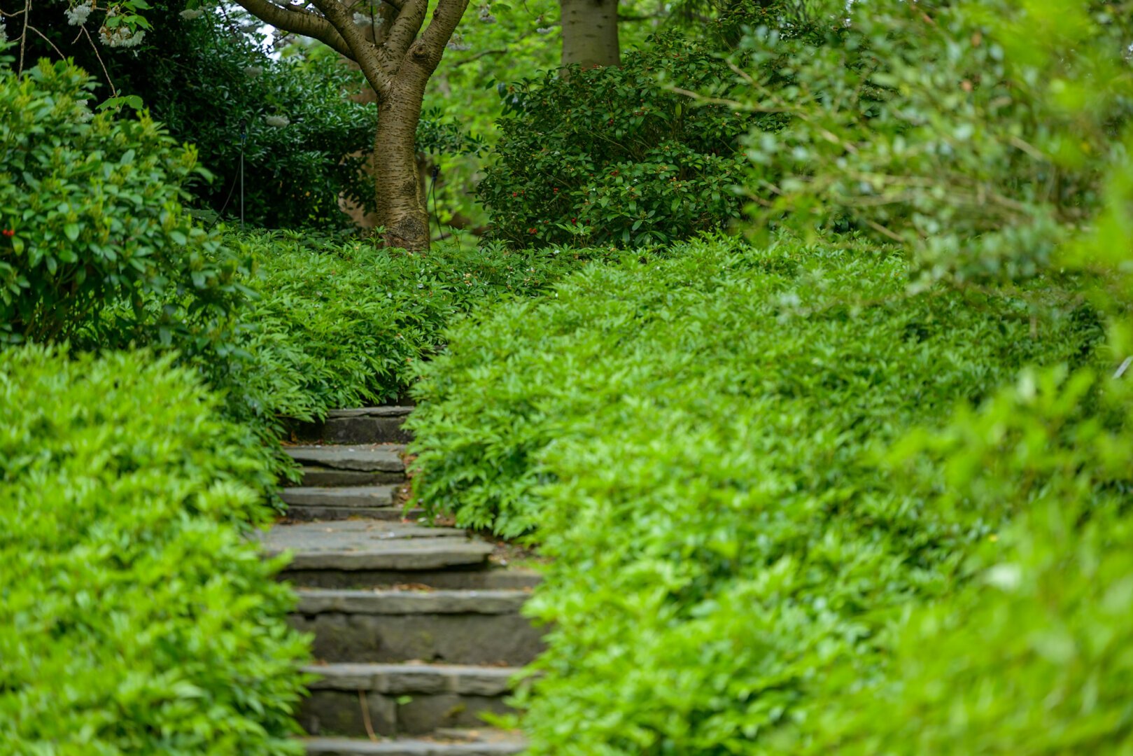 Flache Treppe aus Schiefer [?] durch frisches Frühlingsgrün. Anmutung eines japanischen Gartens.