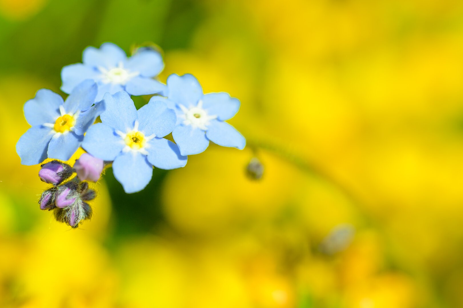 Vier blaue Vergissmeinichtblüten, zwei mit gelbem Nektarindikator, zwei mit bereits abgefrühstücktem Nektar, vor unscharfem gelben Blütenmeer