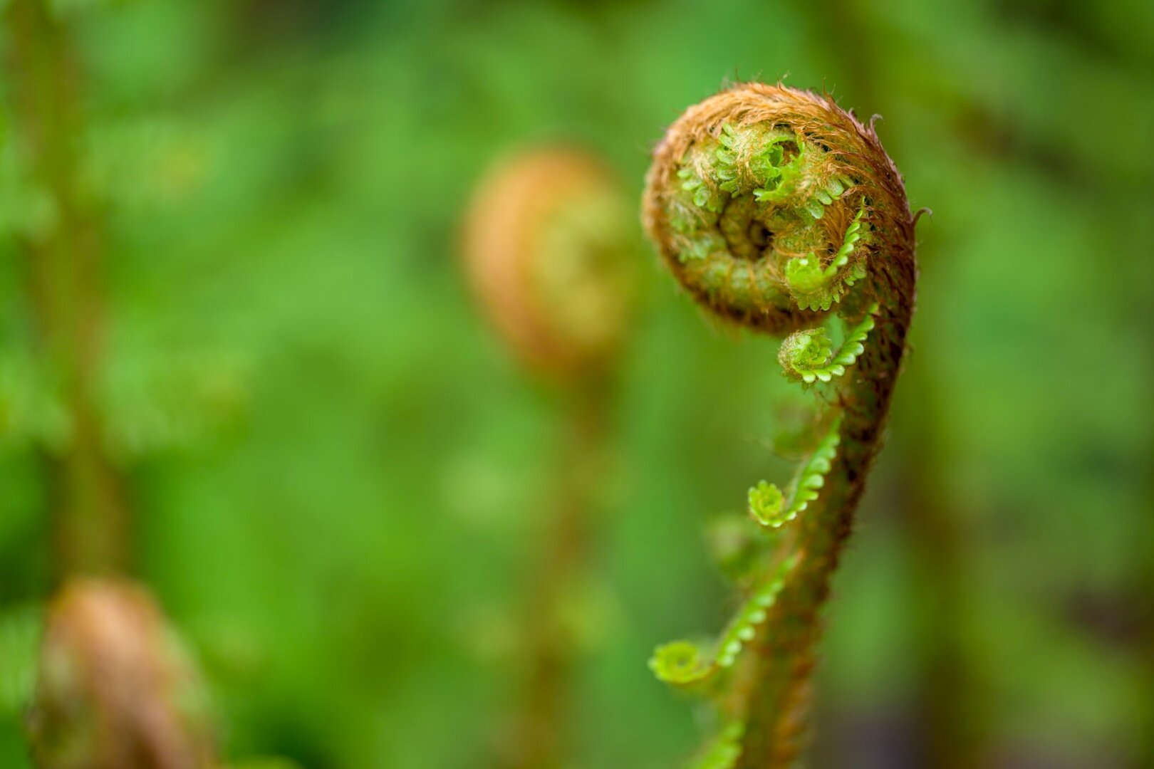 Foto hauptsächlich grün, hinten unscharf ein frischer Farn, vorne scharf noch einer, Spitze noch eingerollt. Beide Farbe haben einen rotbraunen Streifen arid der Rückseite.