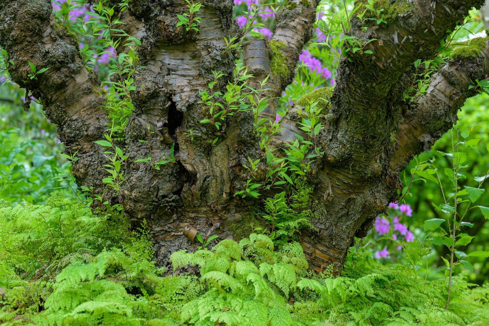 Lower part of an Asian cherry tree standing in fresh sorting green with some violet flowers