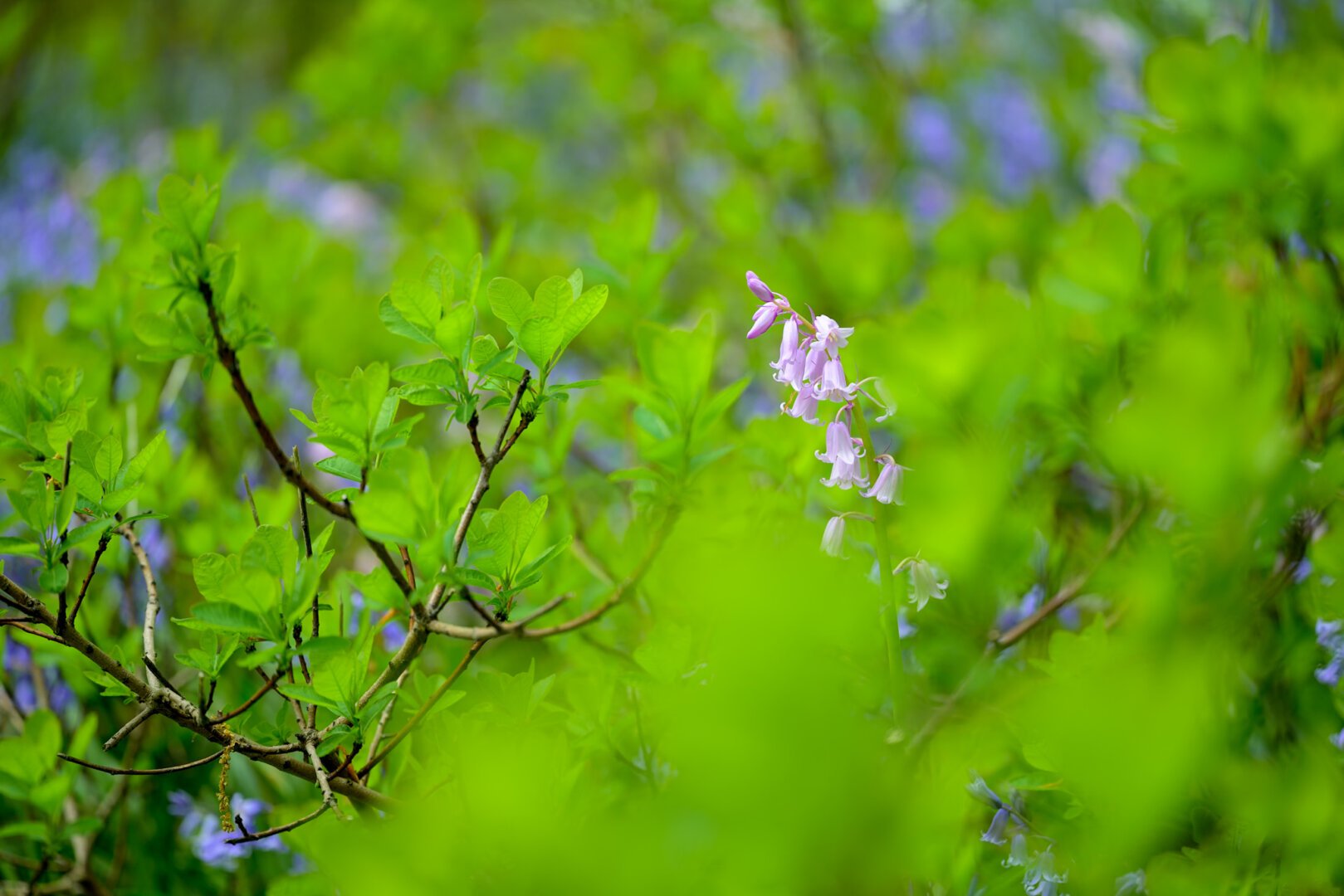 In a see of blurry green leaves a sharp pink blue bell. Some flecks of unsharp blue blue bells on the background