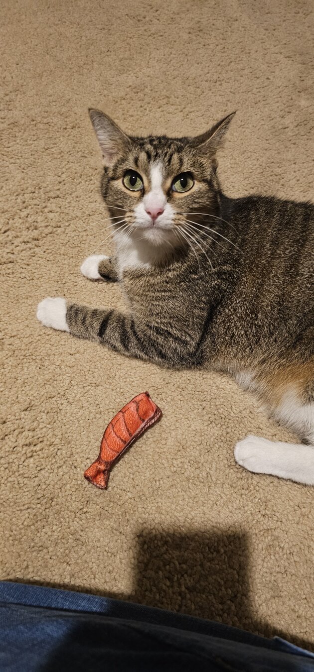 tabby cat looking into the camera with a small shrimp toy