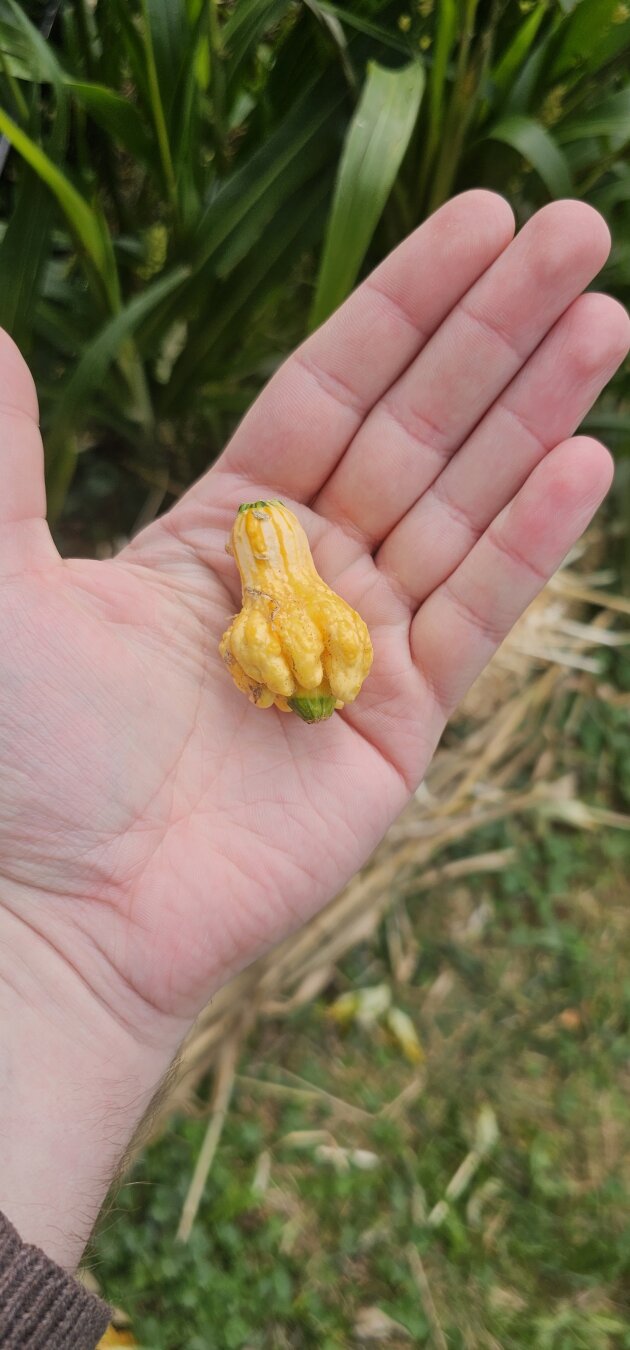 a tiny small yellow/orange gourd in the palm of a hand.