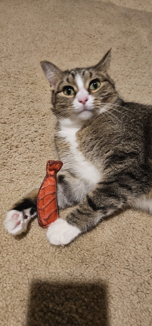 tabby cat looking into the camera with a small shrimp toy