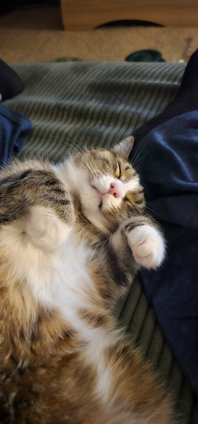 A serene tabby cat resting on a cozy bed, basking in a peaceful moment.
